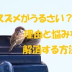 スズメ うるさい