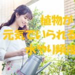 植物 水やり 頻度