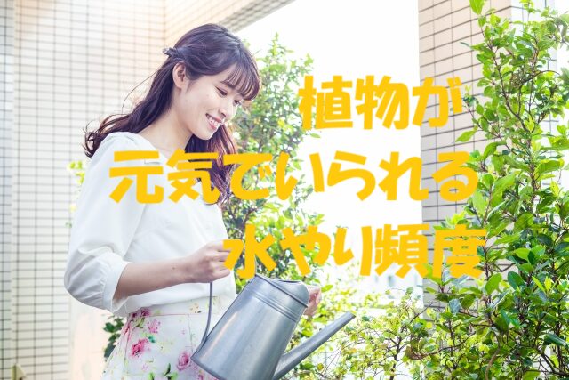 植物 水やり 頻度