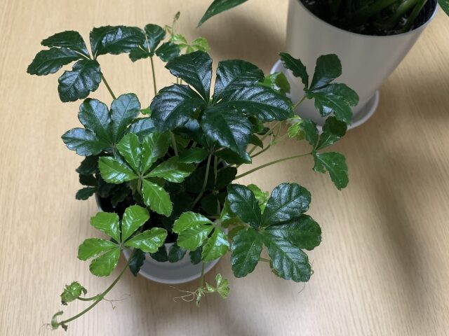 植物 水やり 頻度