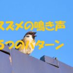 スズメ 鳴き声 意味