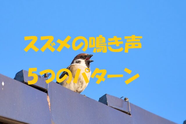 スズメ 鳴き声 意味