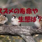 スズメ 寿命
