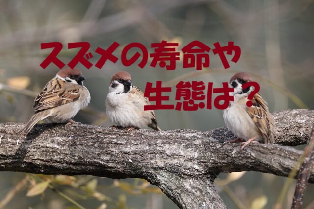 スズメ 寿命
