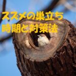 スズメ 巣立ち 時期