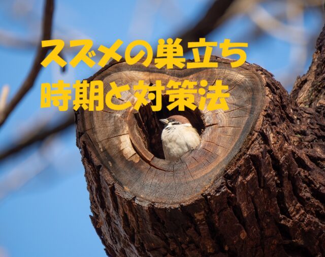 スズメ 巣立ち 時期