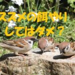 スズメ 餌