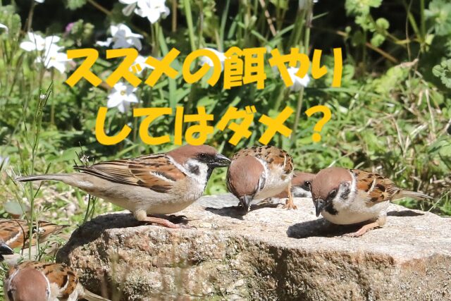 スズメ 餌
