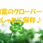 四葉のクローバー 保存