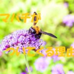 クマバチ ついてくる
