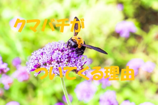 クマバチ ついてくる