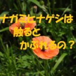 ナガミヒナゲシ かぶれ