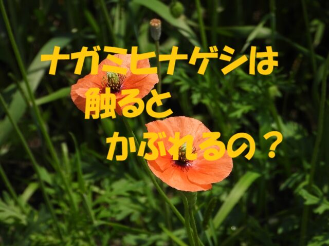 ナガミヒナゲシ かぶれ