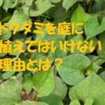 ドクダミ 庭に植えてはいけない