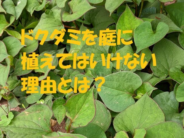 ドクダミ 庭に植えてはいけない