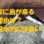 鳥が来る家 風水