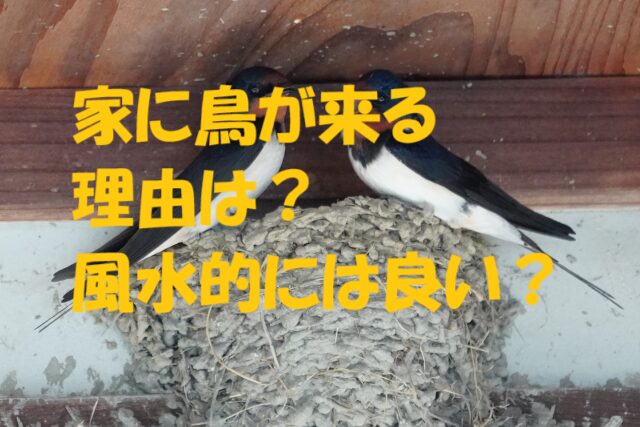 鳥が来る家 風水