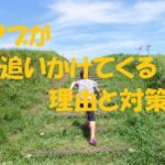 アブ 追いかけてくる