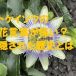 トケイソウ 花言葉 怖い
