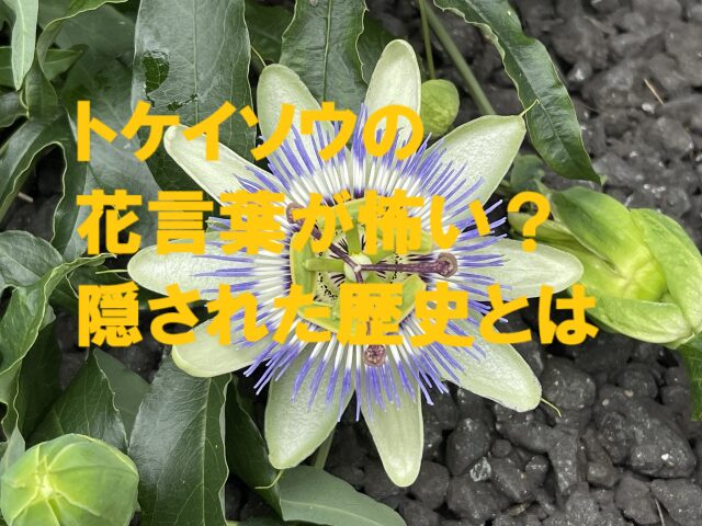 トケイソウ 花言葉 怖い