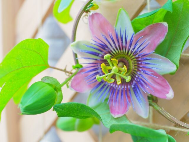 トケイソウ 花言葉 怖い