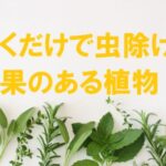 虫除け 植物 置くだけ