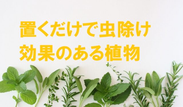 虫除け 植物 置くだけ