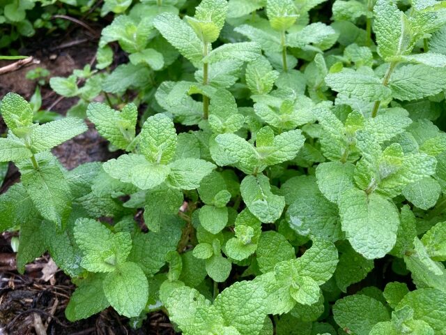 虫除け 植物 置くだけ