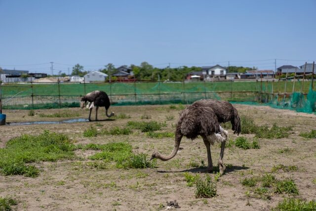 人に飼われているダチョウ